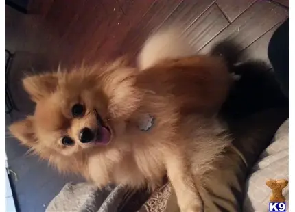 Pomeranian